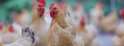 凤起牌扒鸡匠心传承，正宗德州扒鸡新风尚