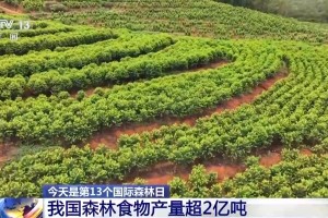 我国森林食物去年产量超2亿吨 成第三大重要农产品